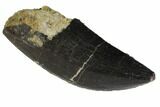Serrated Allosaurus Tooth - Wyoming #113716-1